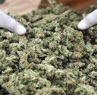 Закопчаха рецидивист с канабис във Врачанско