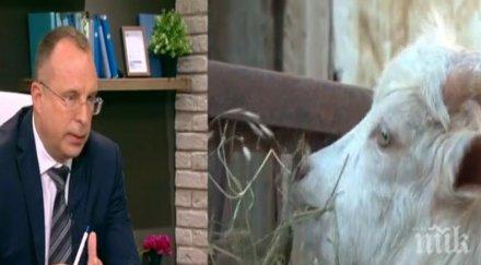 горещо порожанов последни подробности чумата животните гавазова подложи жесток разпит