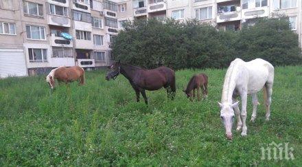 див див северозапад кон редовно пасе центъра монтана