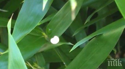 мистерия камера запечата енергийна същност паралелен свят видео