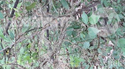 гъсеници нападнаха дърветата пазарджик