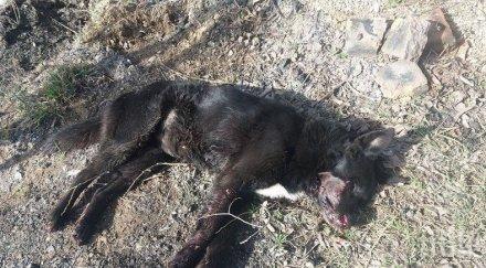 издирват стрелец убил домашно куче монтанско село