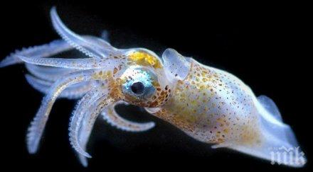 учени установиха добрата стратегия оцеляване видовете