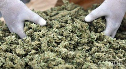 закопчаха рецидивист канабис врачанско