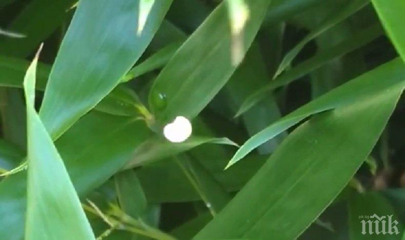 МИСТЕРИЯ! Камера запечата енергийна същност от паралелен свят (ВИДЕО)