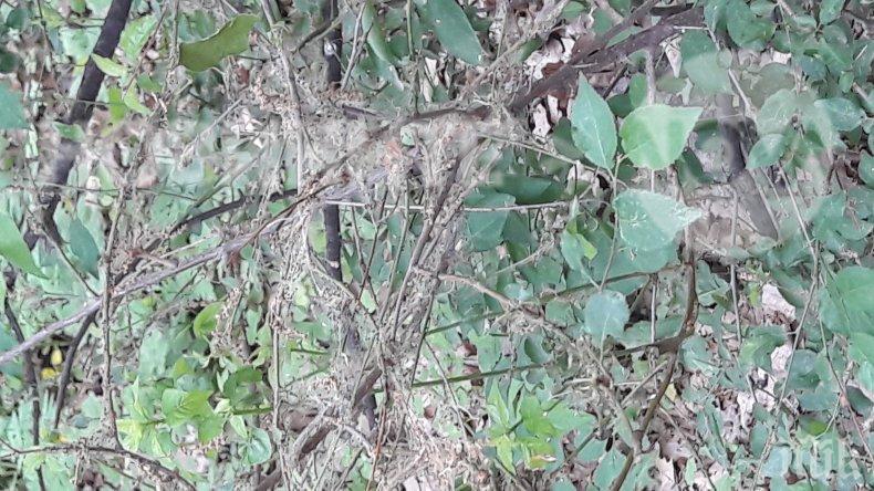 Гъсеници нападнаха дърветата в Пазарджик