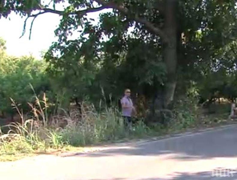 Кметът на Самуилово алармира: Дърветата край пътя Петрич – Първомай създават предпоставки за тежки пътни инциденти