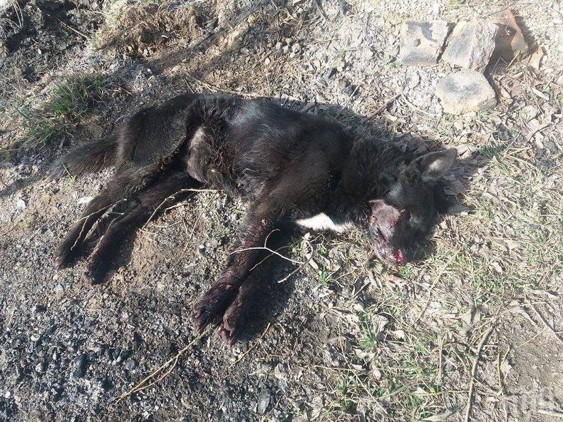 Издирват стрелец, убил домашно куче в монтанско село