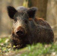 Африканската чума чука на врата - стигна на 50 км. от Добрич