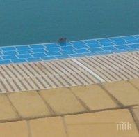 И ТОВА ГО ИМА! Фирма отнесе 550 лева глоба заради жаби в басейн