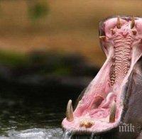 Съдба! Хипопотам уби рибар, който преди това едва оцеля, след като бе нападнат от крокодил в Кения