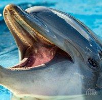 Разгонен делфин във Франция: Спряга плажуването, налита на жените (ВИДЕО)