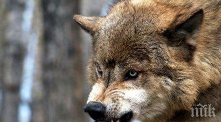 вълци нападат кошари стигнаха къщите кресненско