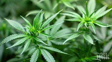 изпържен закопчаха грък отглеждащ канабис лом