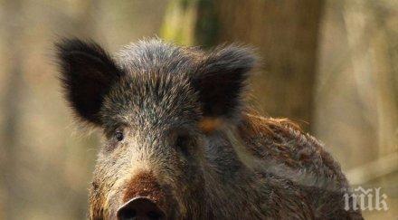 умъртвиха 123 000 чумави прасета румъния