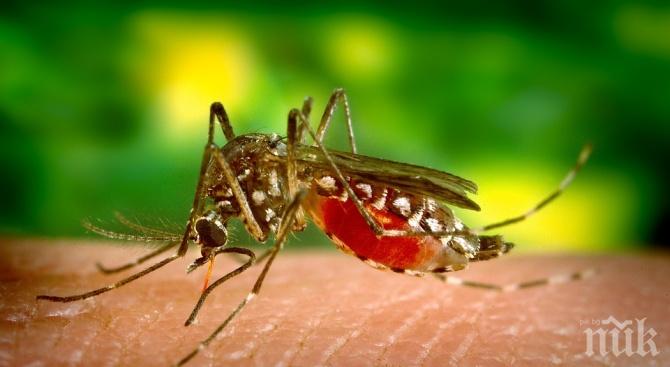 Кои опасни болести пренасят комарите