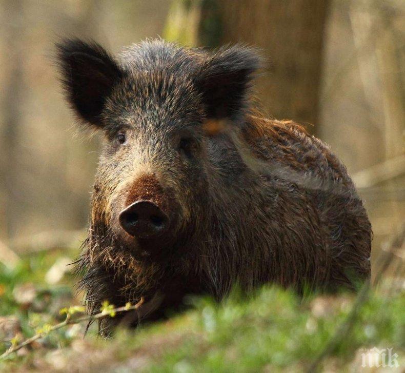 Умъртвиха 123 000 чумави прасета в Румъния