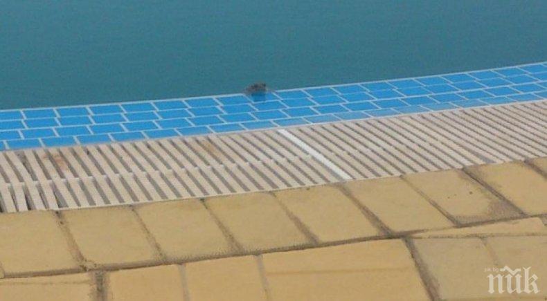 И ТОВА ГО ИМА! Фирма отнесе 550 лева глоба заради жаби в басейн