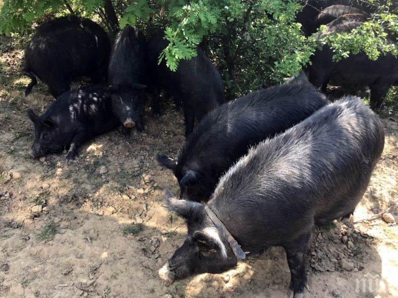 Африканската чума от Румъния може да унищожи българска порода свине на 2500 години