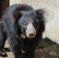 Уникален обитател! Столичният зоопарк приюти защитен мечок