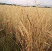 Само 50% от пшеницата от новата реколта става за хляб