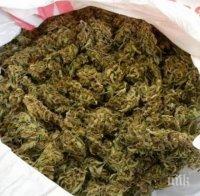 Италианската полиция залови 550 кг марихуана от Албания