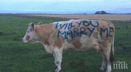 уникум мъж предложи брак приятелката крава