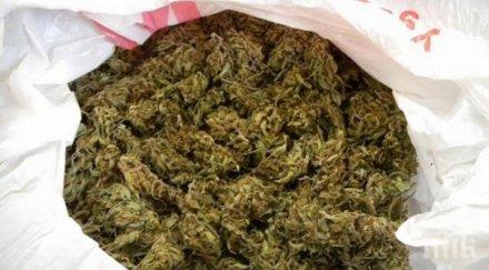 италианската полиция залови 550 марихуана албания