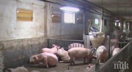 изпълнителният директор бабх спешни мерки чумата свинете умъртвени животни