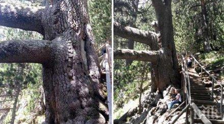 националния парк пирин завърши акция почистването