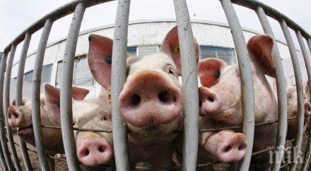 тревога африканската чума достигна българия