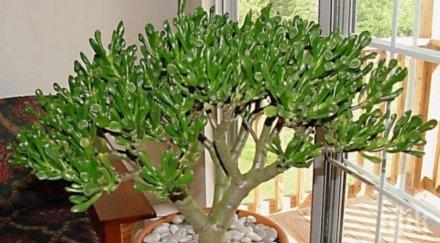 дървото живота привлича парите дома