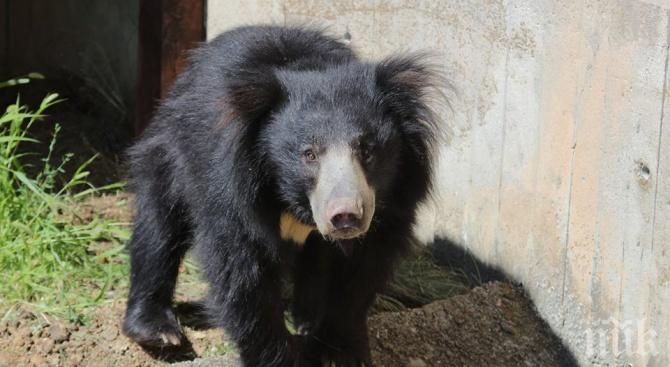 Уникален обитател! Столичният зоопарк приюти защитен мечок