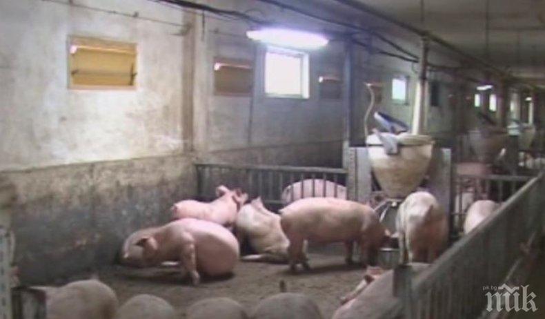  Изпълнителният директор на БАБХ със спешни мерки срещу чумата по свинете! Умъртвени са 83 животни