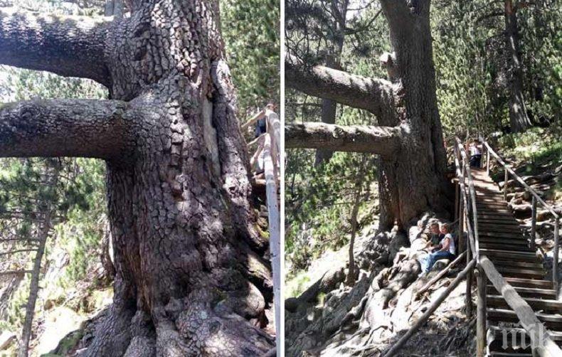 В Националния парк Пирин завърши акция за почистването му
