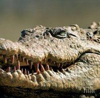УЖАС! Крокодил изяде майка и бебето ѝ (СНИМКИ)