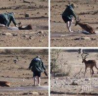 Спасителна акция! Турист измъкна антилопа от кална яма в ЮАР