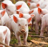 По последни данни няма африканска чума по свинете в село Бозвелийско