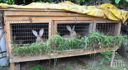 революция искат забрана клетките селскостопанските животни