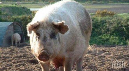 старозагорска област въведоха строги мерки разпространението ачс