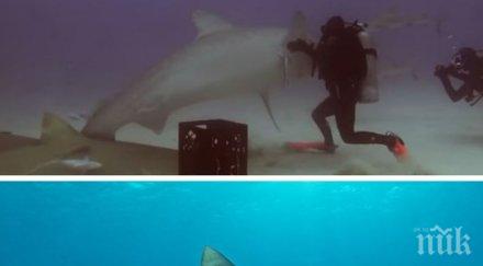 хит водолаз хипнотизира акула бахамските острови видео