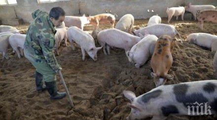 вземат проби зараза второ село заради огнището африканска чума