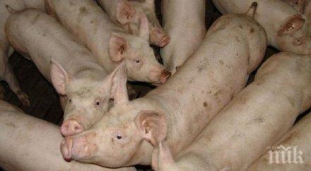 паника избиване прасета червен бряг заради необяснима кметска заповед