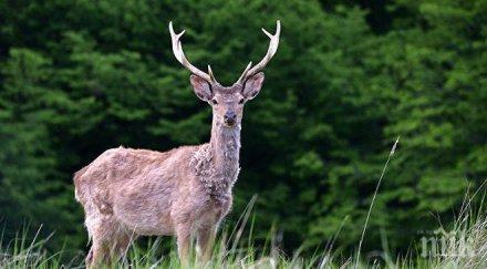 катастрофа русе шофьор уби елен пътя