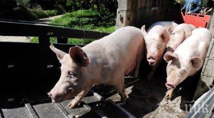 преброяване 1700 свине отглеждат задни дворове добричкия регион