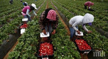 кипърец върти бизнес монтанско експлоатира детски труд