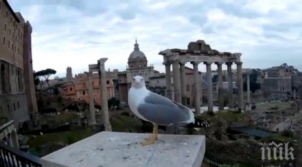 скопяват гларусите рим