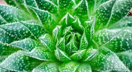 растения носят позитивна енергия дома