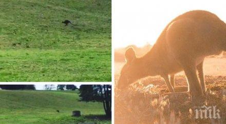 мистерия жена видя кенгуру път австрия