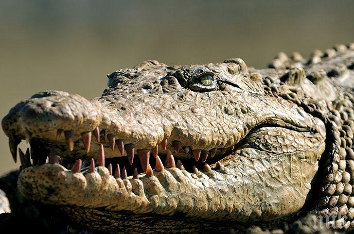 УЖАС! Крокодил изяде майка и бебето ѝ (СНИМКИ)